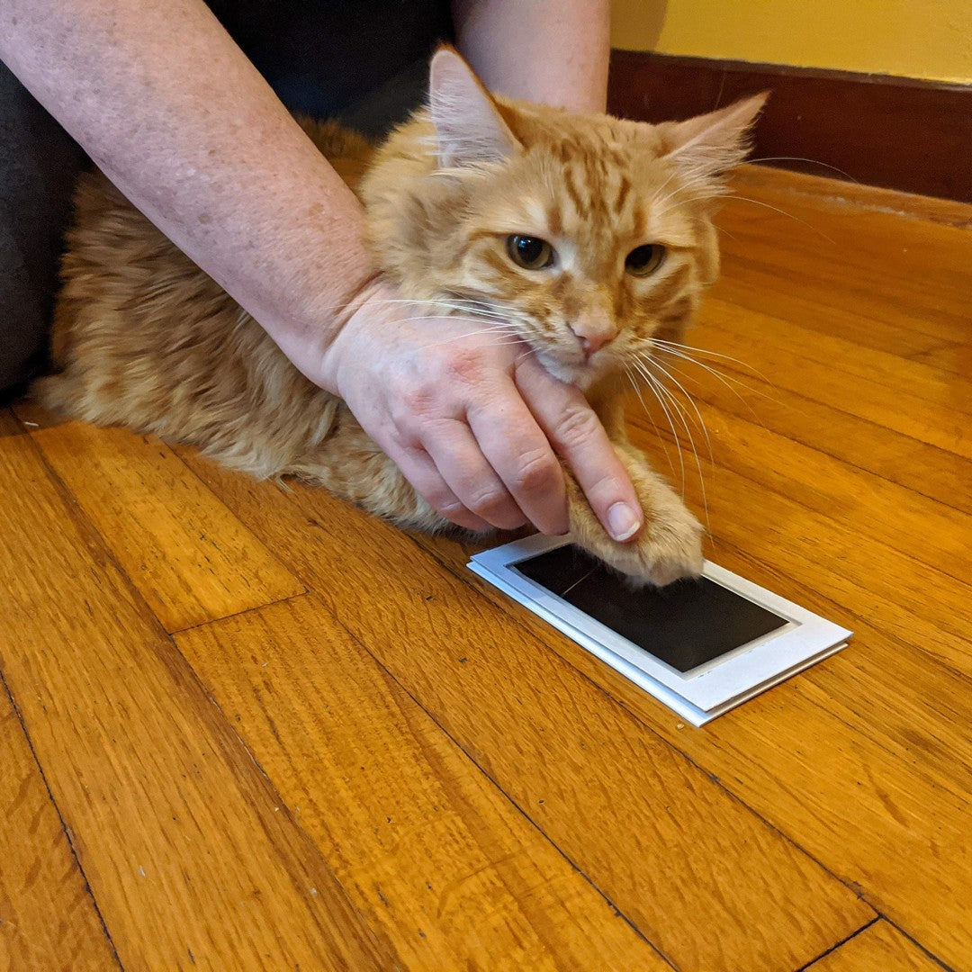Orange cat getting an inkless paw print